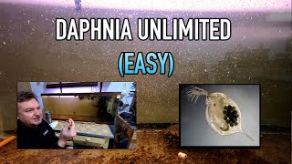 How I Raise Daphnia Water Fleas And You Can Too [upl. by Enegue556]