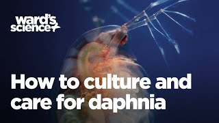 Caring and Culturing for Daphnia [upl. by Niran39]