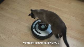 Cat shows HOW TO use iRobot Roomba Vacuum [upl. by Magas377]