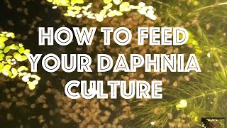 How To Feed Your Daphnia Culture [upl. by Verlee]