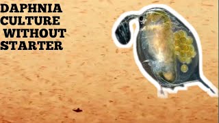 HOW TO CULTURE DAPHNIA NATURALLY WITHOUT A STARTER [upl. by Nolra579]