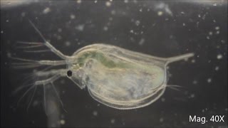 Daphnia magna under the Microscope [upl. by Fenn]