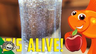 How to culture Vinegar Eels The EASY Way Live Fish Food [upl. by Cornell]