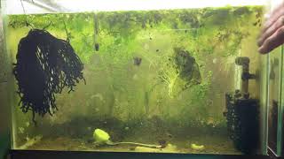 Scuds Daphnia Cherry Shrimp Copepods My aquatic food culture [upl. by Raffin306]