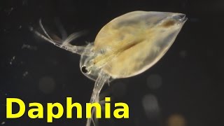 Daphnia [upl. by Sirronal]