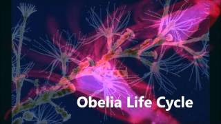 Obelia life cycle [upl. by Norah388]