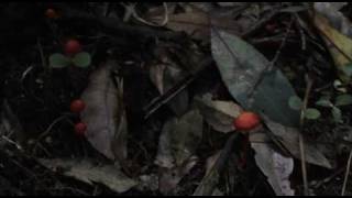 Real Yowie encounter in Blue Mountains NSW Australia [upl. by Peltier]