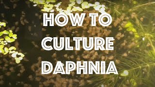 How To Culture Daphnia Magna [upl. by Elin]