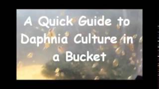 How to culture daphnia outside [upl. by Sidney]