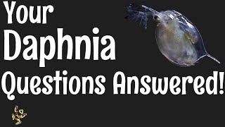 Daphnia Questions Answered [upl. by Aremus]