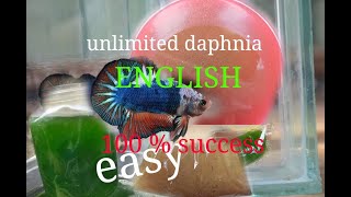 daphnia moina culture Easy way Unlimited production English  with sub Green water Chlorella [upl. by Yanej912]