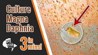 How to culture DAPHNIA MAGNA  The easy way [upl. by Tadd]