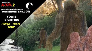 Yowie  Bigfoot Sightings Audio Report 177 at Pilliga Wallaga and Thora  New South Wales [upl. by Ebony674]