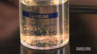 How to Care for Daphnia [upl. by Ardnassela]