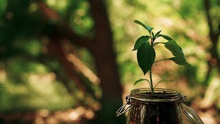 THE SEED  Inspirational Short Film [upl. by Venator128]