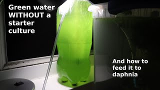 Green Water WITHOUT a Starter Culture  From Scratch  How To [upl. by Lemaj]