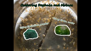 How To Culture Daphnia and Moinas using Green Water Spirulina powder [upl. by Federico296]