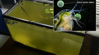 Raising Daphnia for the Freshwater Aquarium [upl. by Ettereve]