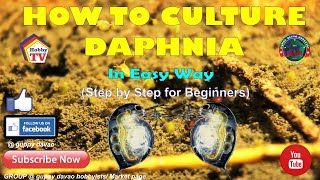 HOW TO CULTURE DAPHNIA In Easy Way [upl. by Enileqcaj]